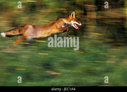 Red Fox in motion, Vulpes vulpes, Foto Stock