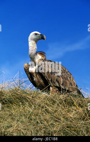 Oca vulture nel nido, Gyps fulvus, Foto Stock