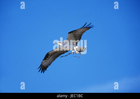 Osprey nel volo, Pandion haliaetus, Foto Stock