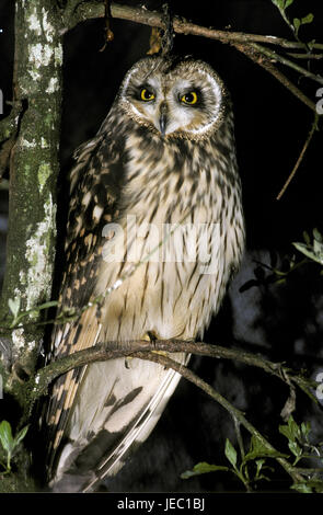 Orecchio Marsh Owl, asio flammeus, ramo, sedersi, Foto Stock