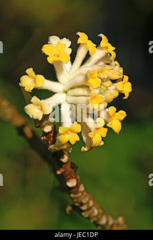 Carta arbusto, Edgeworthia papyrifera, fiorisce, medium close-up, Foto Stock