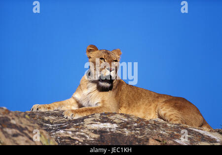 Leonessa giace su una roccia, Panthera leo, Foto Stock