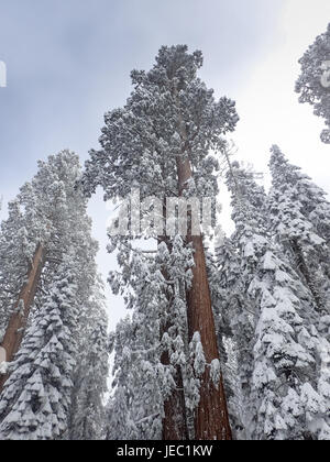 Coperta di neve rami di alti alberi di sequoia Foto Stock