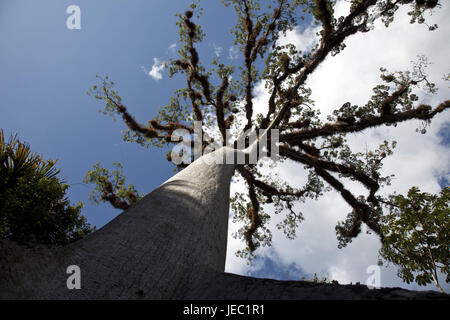 Guatemala, Tikal, foresta pluviale, Ceiba, Foto Stock