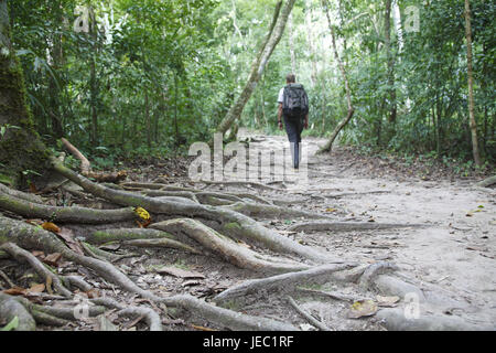 Guatemala, Tikal, foresta pluviale, radici di albero, uomo, passeggiate, modello rilasciato, Foto Stock