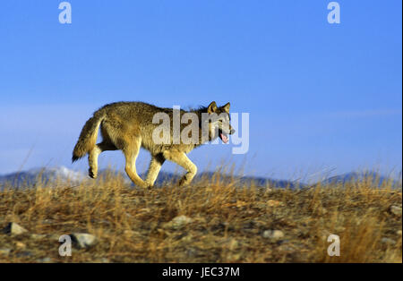 Mackenzie Wolf, Canis lupus occidentalis, Foto Stock