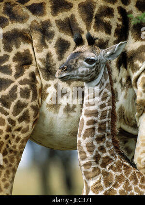 Massai giraffe, Giraffa camelopardalis tippelskirchi, giovane animale con il dado, il Masai Mara Park, Kenya, Foto Stock