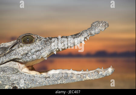 Coccodrillo del Nilo, Crocodylus niloticus, a lato, medium close-up, Abu Simbel Egitto, Foto Stock