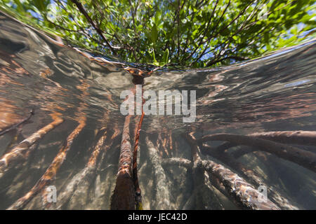 Le mangrovie Rhizophora, parco nazionale Haitises batch, Repubblica Dominicana, Foto Stock