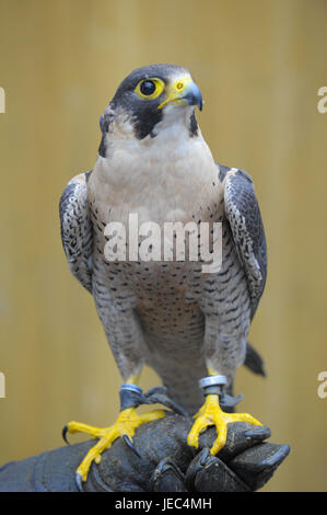 Falcon in corrispondenza della serratura festa nel nuovo castello sul Danubio, con cavaliere medievale di gioco e danza, Foto Stock