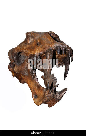 Homotherium siero, scheletro il scimitar gatto in Beringia Museum of Canada, Foto Stock