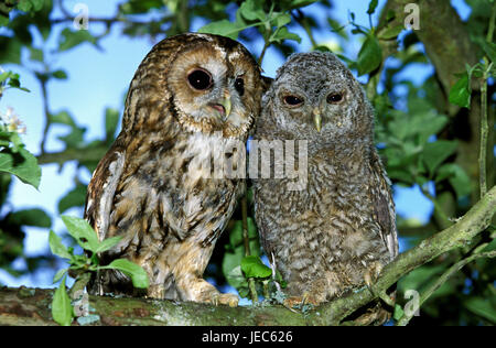 Allocco Strix aluco, madre con i giovani, in Normandia, Francia, Foto Stock