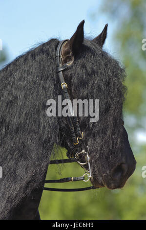 Frisone cavallo, ritratto, Foto Stock