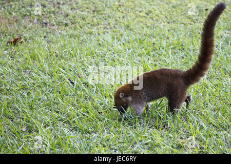 Guatemala, Tikal, orso nasale, Foto Stock