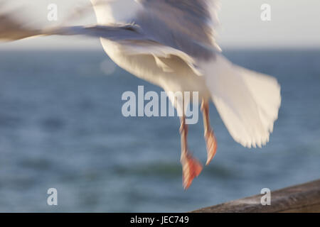 Francia, Normandia, Etretat, gabbiano in volo, dettaglio Foto Stock