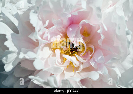 Peonia, Blossom, rosa, bianco, medium close-up, Paeonia, fiori, fiori, natura, fiori, petali, Foto Stock