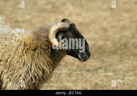 Pecore, un Manech tête rousse, red head-Manech, Ariete, ritratto, a lato, Foto Stock