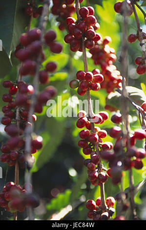 Guatemala Antigua Guatemala, piantagione di caffè, coffee tree, dettaglio, America Centrale, America Latina, destinazione, l'economia, l'agricoltura, piante, piante di caffè, caffè in grani, Coffea, Foto Stock