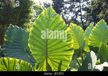 Guatemala Antigua Guatemala, foresta pluviale, foglie, America Centrale e America Latina, destinazione, natura, piante, foglie verde, vene, soleggiato, ecosistema, ecologia, clima, deserte, Foto Stock