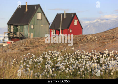 La Groenlandia, Uummannaq, case, rocce, prato, erba di cotone, Eriophorum spec., blur, nel nord della Groenlandia, l'Artico, estate, vegetazione, botanica, erba, piante, canne di erba, manicotti di fiori, natura, Riva, costa, paesaggi, esterno, deserte, case in legno, case residenziali, architettura, Foto Stock