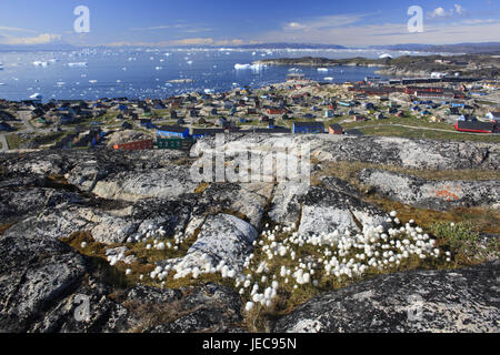 La Groenlandia, Discoteca Bay, Ilulissat, case in legno, paesaggi costieri, cotone erba, Eriophorum spec., visualizzare Groenlandia occidentale, l'Artico, estate, vegetazione, botanica, erba, piante, canne di erba, manicotti di fiori, natura, luogo di insediamento, case, case, fiordo, costa, rock, Foto Stock