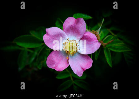 Una sola rosa selvatica evidenziato contro uno sfondo scuro Foto Stock
