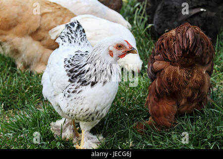 Free range polli biologici rovistando nell'erba. Estrema profondità di campo con il fuoco selettivo su bianco Brahma pullet. Foto Stock