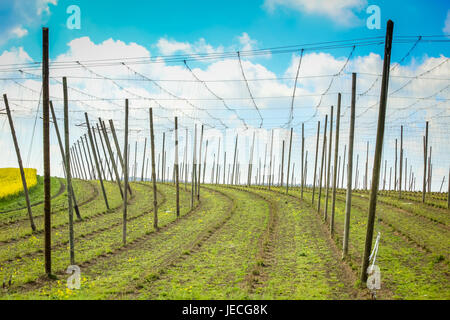 Luppolo coltivati i campi in primavera sotto il cielo nuvoloso in Baviera, Germania. Foto Stock