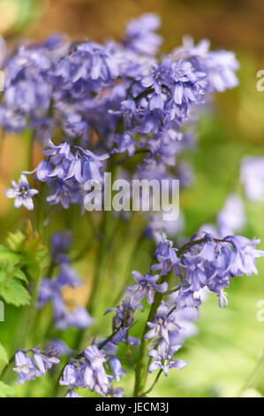 Bluebells Foto Stock