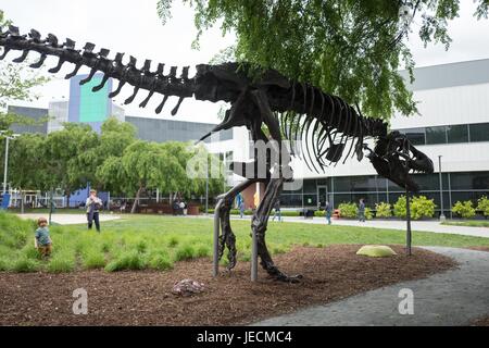 Replica di uno scheletro di dinosauro al Googleplex, quartier generale di Google Inc di Silicon Valley Town di Mountain View, California, 7 aprile 2017. Lo scheletro è un punto focale del campus, ed è noto da dipendenti di Google come "tan'. Foto Stock