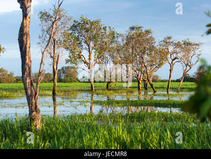 Zone umide inondate durante la stagione umida, il parco nazionale Kakadu, Territorio del Nord, l'Australia Foto Stock