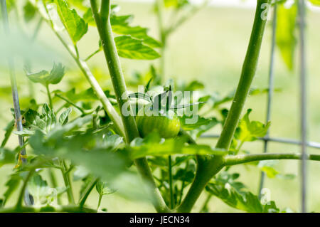 Inquadratura ravvicinata di un pomodoro acerbo che cresce in un cortile giardino vegetale. Foto Stock