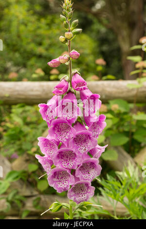 Blooming Pamâ€™s scelta fiore in giardino Foto Stock