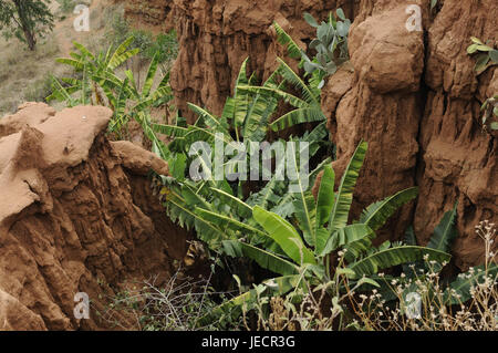 Sud Etiopia, Gesergiyo, scenario, erosione di loess leachings arenaria, piante, Foto Stock