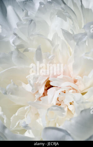 Fiore bianco di una peonia, vicino, Foto Stock