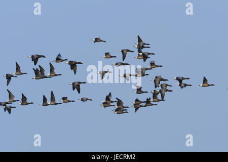 Ringlet oche in volo, Texel, Paesi Bassi, Foto Stock