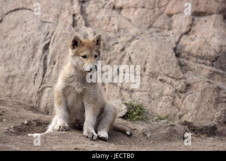 La Groenlandia, Sisimiut, sled dog, husky, cucciolo, sedersi, Groenlandia occidentale, animale, cane, beneficio animale, fuori, deserte, il mantenimento degli animali domestici, giovane animale, animale bambino, graziosamente, dolcemente, corpo intero, Foto Stock