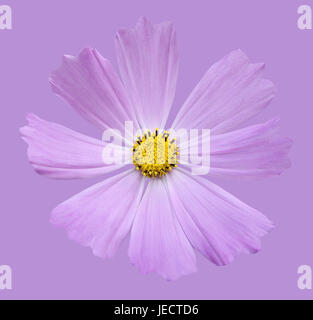 Cestini di gioielli, Cosmos bipinnatus, blossom, piante, fiori, testa di fiori, petali, foglie, array, polvere navi, rosa, rosa, giallo, concezione, di delicatezza, bellezza e perfezione, centro, pastello, colori pastello, studio, oggetto fotografia, Foto Stock