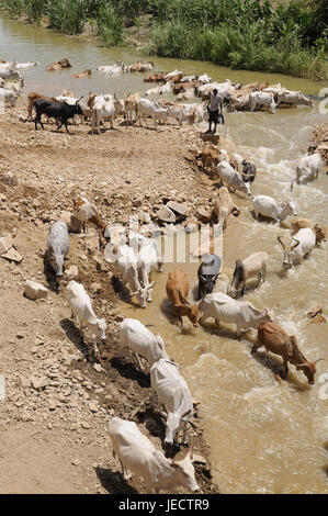 Allevamento di bovini, fiume, acqua bevande, Omotal, Etiopia, Foto Stock