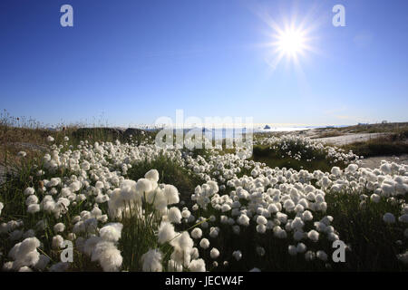 La Groenlandia, Discoteca Bay, Ilimanaq, cotone erba, Eriophorum spec., luce posteriore, Groenlandia occidentale, l'Artico, estate, vegetazione, botanica, erba, piante, canne di erba, manicotti di fiori, natura incontaminata, Riva, costa, paesaggi, esterno, deserte, il sole, Sunray, Foto Stock