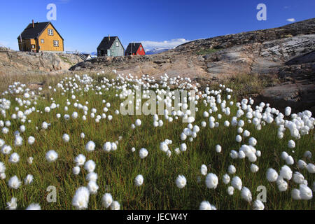 La Groenlandia, Uummannaq, case, rocce, prato, erba di cotone, Eriophorum spec., nel nord della Groenlandia, l'Artico, estate, vegetazione, botanica, erba, piante, canne di erba, manicotti di fiori, natura, Riva, costa, paesaggi, esterno, deserte, case in legno, case residenziali, architettura, Foto Stock