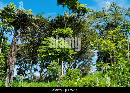 La foresta tropicale a Mindo, Ecuador Foto Stock