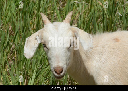 Ritratto di bianco di capra kiko in pascolo Foto Stock