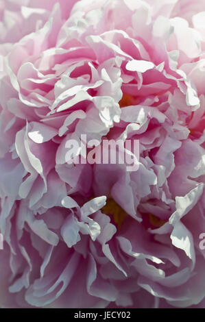 Fiore rosa di una peonia, vicino, Foto Stock