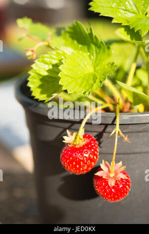 Due bacche appendere sopra il lato esterno della pentola frutto della vite Foto Stock