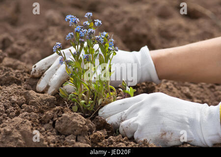Mani guanti in piantagione dimenticare-me-non in giardino Foto Stock
