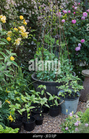 Varietà di piante che crescono in vaso in primavera. compresi i girasoli, i pomodori e i piselli dolci. Regno Unito Foto Stock