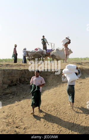 Imbarcazione pubblica/fiume Irrawaddy - Myanmar 23 Gennaio 2016: pesanti sacchi di cemento per montare la nuova statua di Buddha vengono scaricate soleyly da giovani str Foto Stock