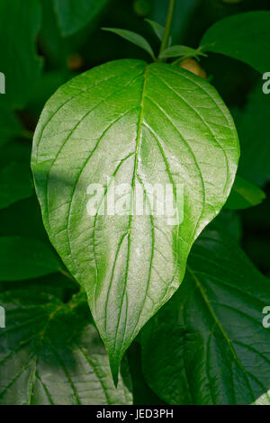 In prossimità di un grande, lucido, verde scuro foglie in crescita con uno sfondo scuro su una boccola in un paese di lingua inglese il giardino. Foto Stock