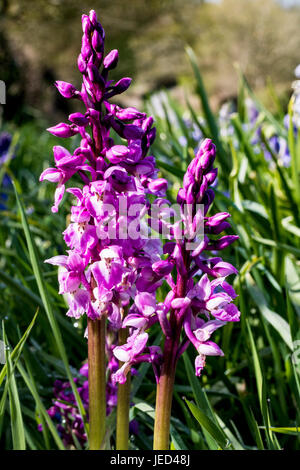 Close up dettaglio di due primi viola Fiori di orchidea (Orchis mascula) cresce in un orlo accanto a una tranquilla Devon Lane. Foto Stock